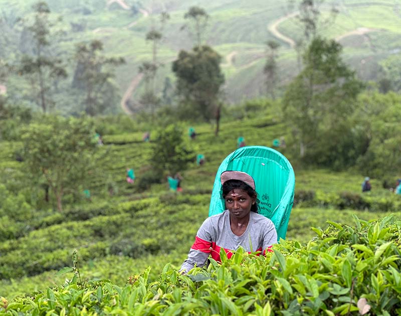 Refreshing Growth in Sri Lanka’s Provinces: Changing the Narrative