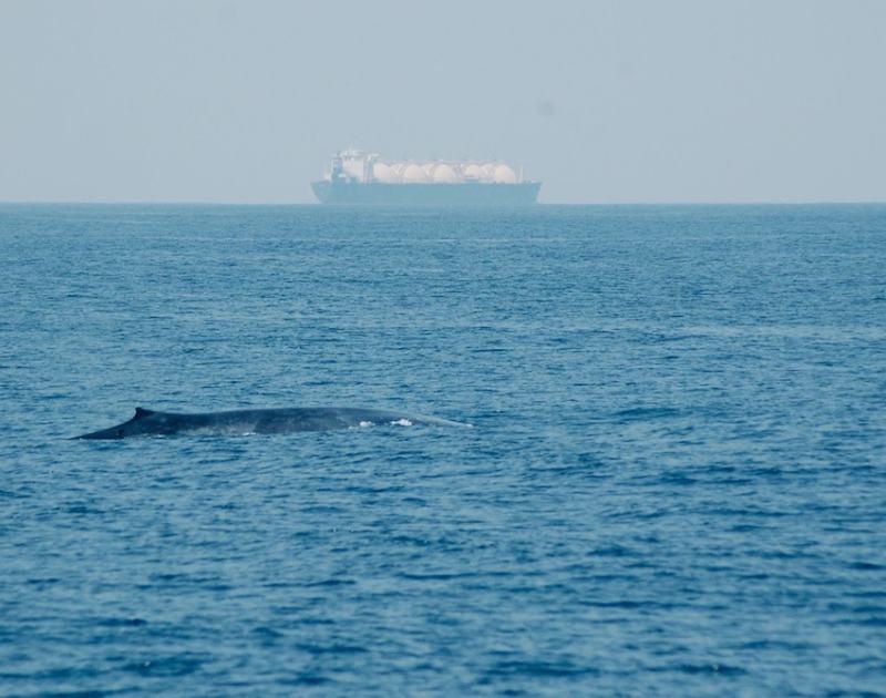Are Marine Conservation and Sri Lanka’s Maritime Hub Ambitions Compatible?