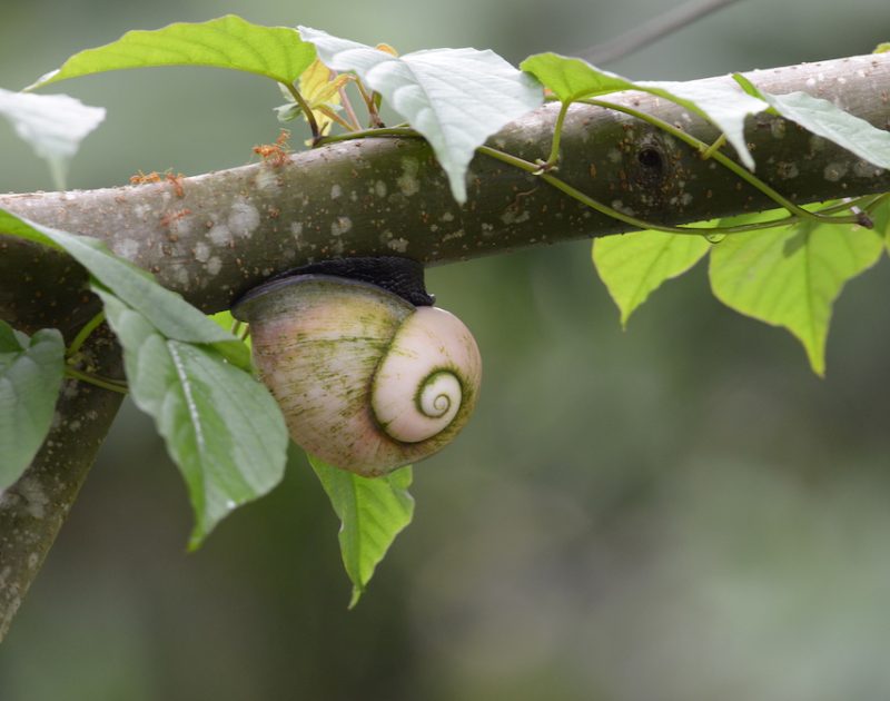 Is Economic Valuation of Biodiversity Necessary for Successful Conservation?