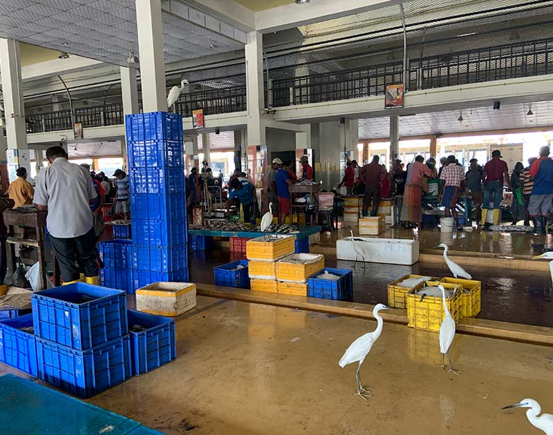 Dirty Business: Reading modernity in Colombo’s fish markets