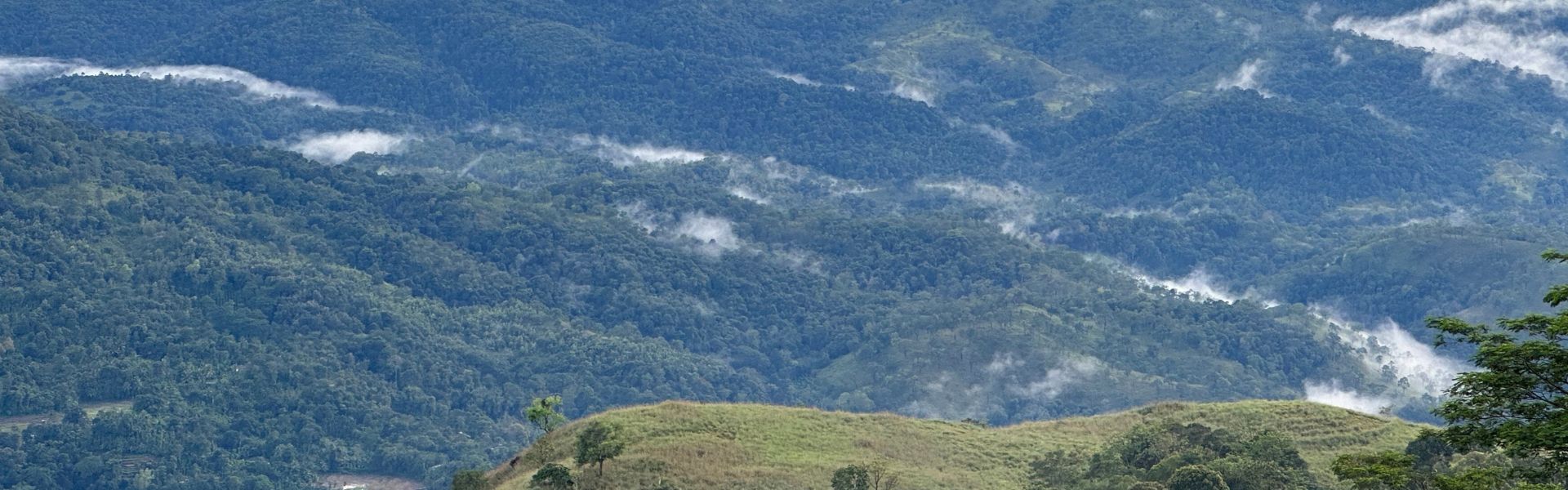 trees and mountains in Sri Lanka