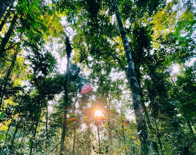 sunlight streams through a forest