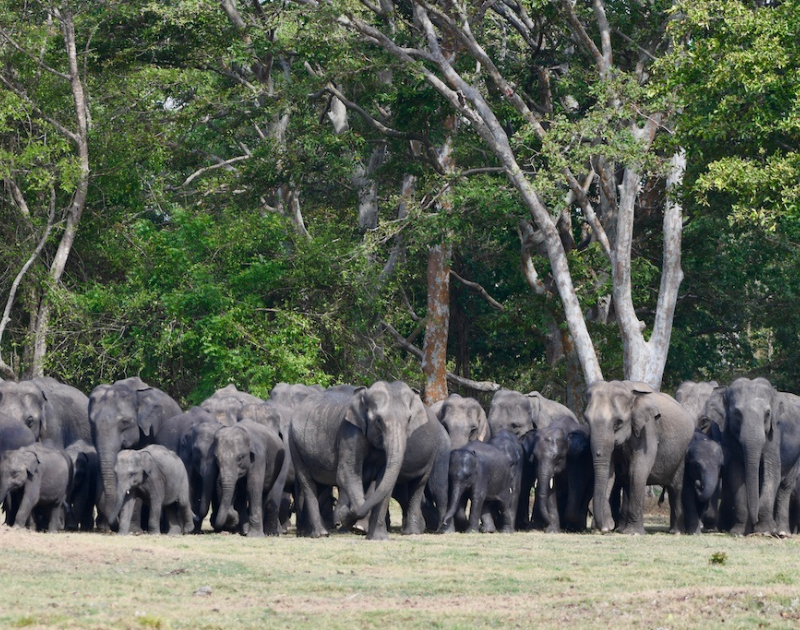 elephants in a Sri Lankan national park