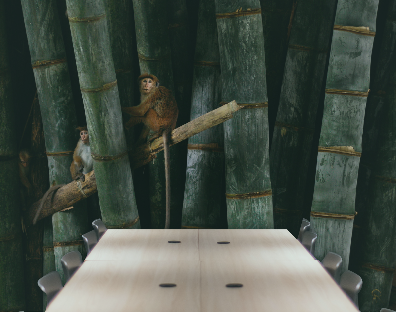 monkeys in trees near a board room table