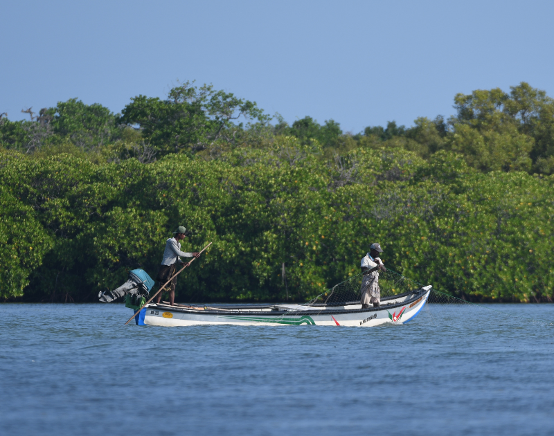 Is COP29’s Carbon Markets Deal a Climate Lifeline or Coastal Sell-out for Blue Carbon Ecosystems?