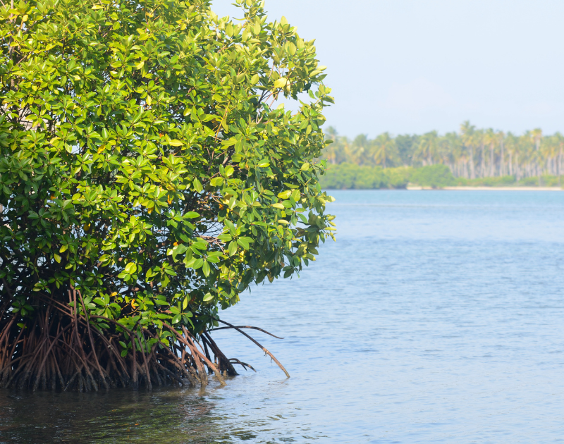 mangrove plant on the coast