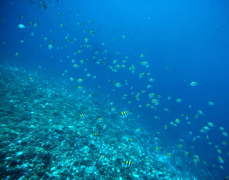 Underwater fish and coral