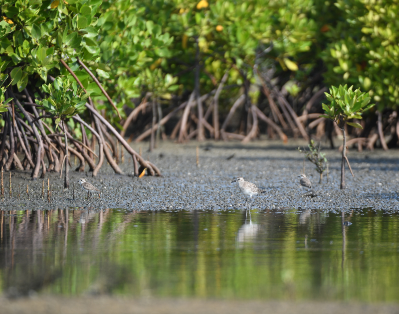 Sri Lanka Needs A Cautious and Considered Approach to Blue Carbon Financing