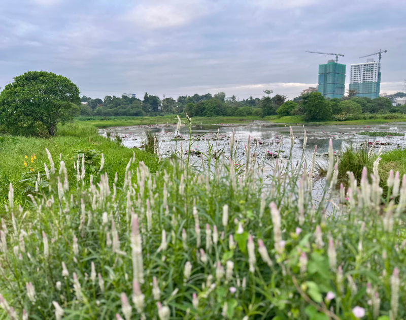 Have Real Estate Developers Reduced Colombo’s Wetlands to an ‘Amenity’?